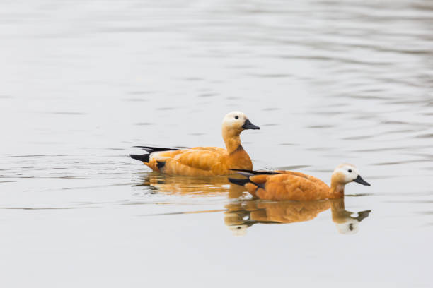istock two ruddy shelduck birds (tadorna ferruginea) swimming in water 1140560266