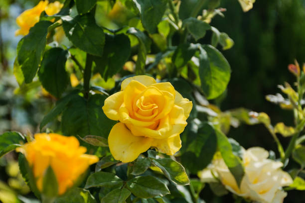istock Yellow roses closeup on blurred background 1140561295