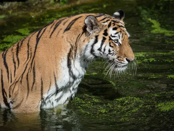 OLYMPUS DIGITAL CAMERABengal tiger bathes in the riverBengal tiger bathes in the river
