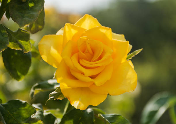 Yellow roses closeup on blurred background stock photo