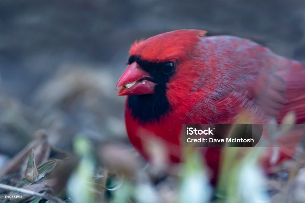 Cardinal Foraging This cardinal was foraging for food in the garden Animal Stock Photo