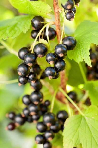 istock Blackcurrants on the bush branch. 1140562846
