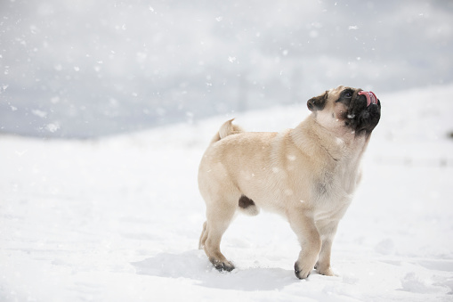 Beautiful pug dog in the winter playing with the snow