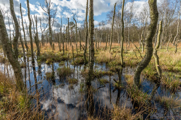 istock Moorland with birch trees 1140563420