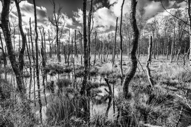 istock Moorland with birch trees 1140564050