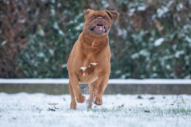 kuvapankkikuvat ja rojaltivapaat kuvat aiheesta ranskalainen mastiffi lumessa - bordeaux dog