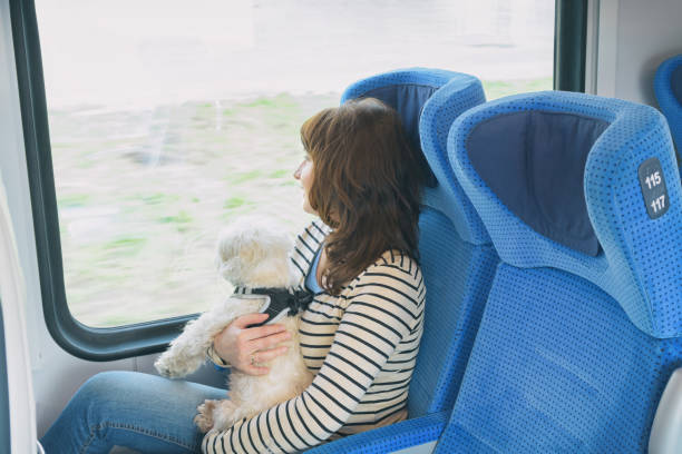 istock Dog traveling by train with his owner 1140564203