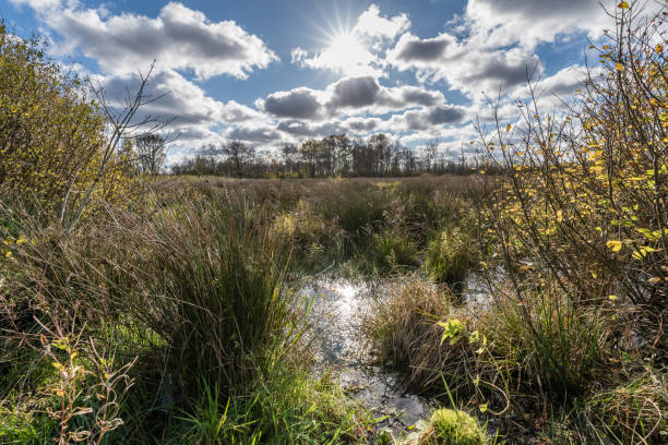 istock Moorland in Autum 1140564335