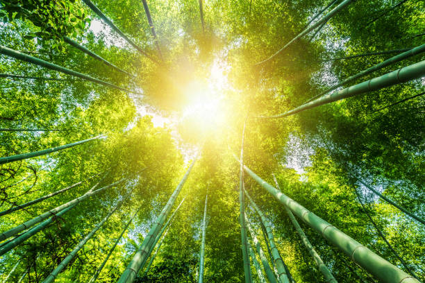 istock bamboo forest beautiful green natural background 1140565797