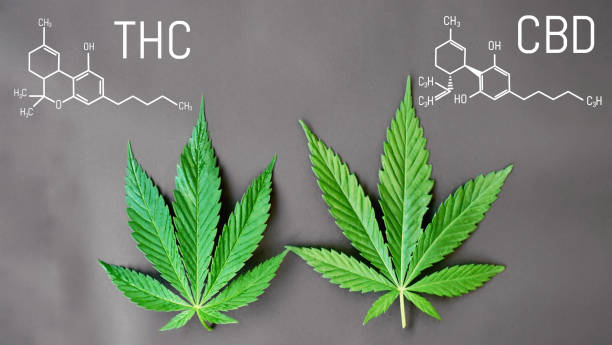 virtù mediche della cannabis legale cbd: antinfiammatorio, analgesico, ansiolitico, ecc. formula cbd e thc. foto tematiche di canapa e ganja verde. immagine di sfondo - herbal medicine alternative medicine homeopathic medicine laboratory foto e immagini stock