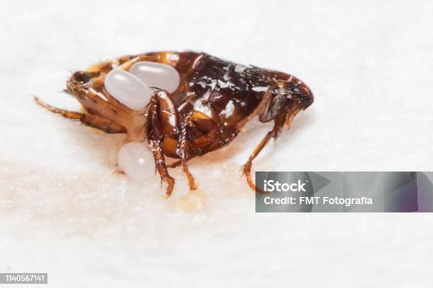 Bugs Bugs Bugs Flea Eggs Stock Photo - Download Image Now - Flea - Insect, Animal Egg, Insect