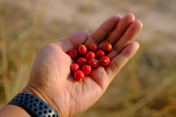 istock organic red berries on the hand 1140567403