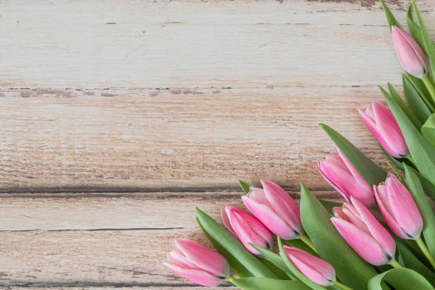 istock Pink tulips flat lay seen from above 1140569104
