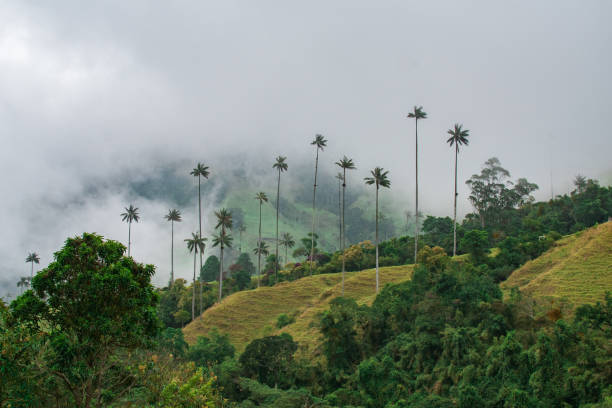 istock Valley of Cocora 1140572627