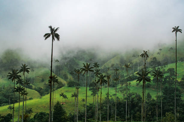 istock Valley of Cocora 1140572640
