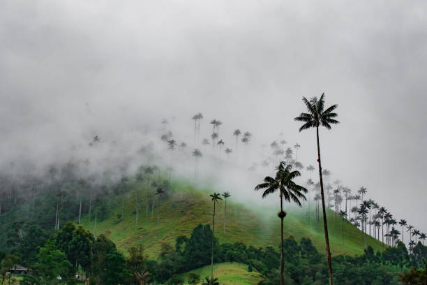 istock Valley of Cocora 1140572674
