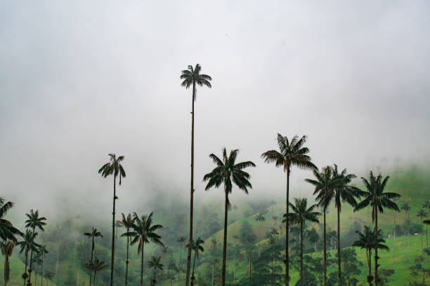 istock Valley of Cocora 1140572746