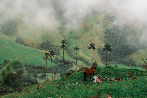 Wachspalmen in Vale de Cocora Salento Colombia