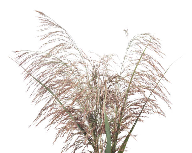 istock Bouquet of cane. 1140573617