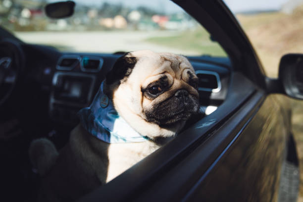 istock Dog go traveling by car 1140574077