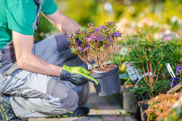 istock Garden Store Shopping 1140574253