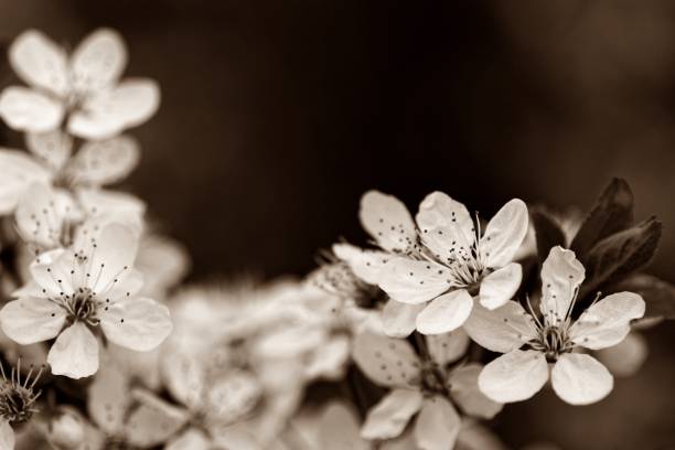 Flowers of The Marille in a Sepia Shot flowering mirabelle in sepia funeral photos stock pictures, royalty-free photos & images