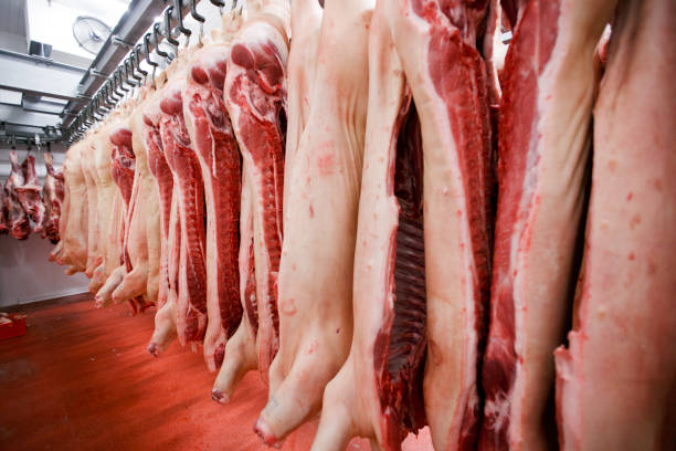 Close up of a lot of pig meat hung and arranged in a row in a processing meat production factory. Horizontal view. stock photo