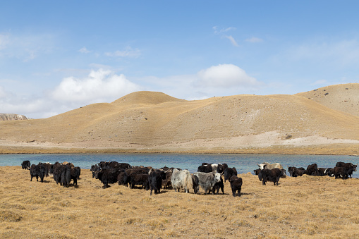A herd of grazing yaks at Tulpar Lake close to Sary-Mogul in South Kyrgyzstan.