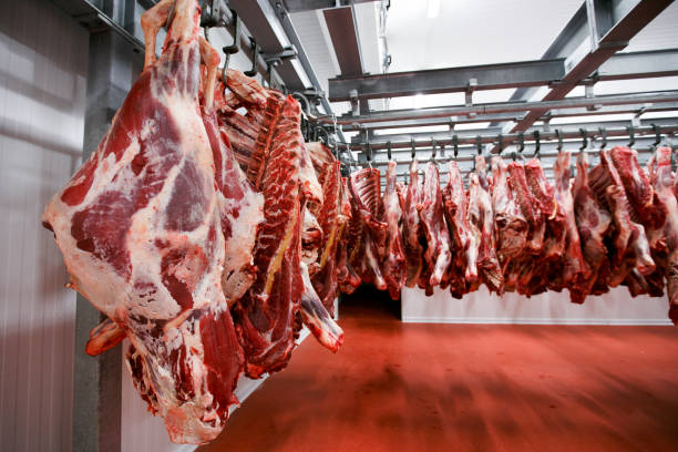 fermez-vous vers le haut d’un demi morceaux de boeuf frais accrochés et disposés dans une rangée dans un grand, réfrigérateur de lumières dans l’industrie de viande de réfrigérateur. vue horizontale. - slaughterhouse photos et images de collection