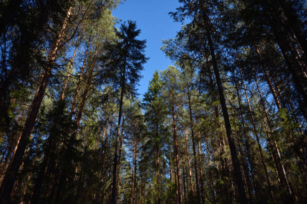 istock Taiga forest on a sunny spring day. Trees, tree branches snatched from the shadows by the sun's rays. 1140577964