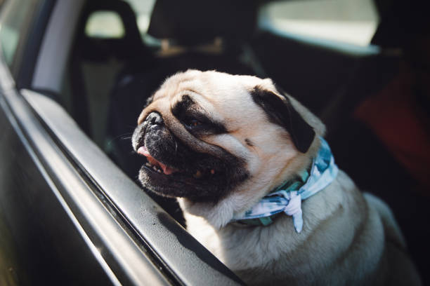 istock Dog go traveling by car 1140578273