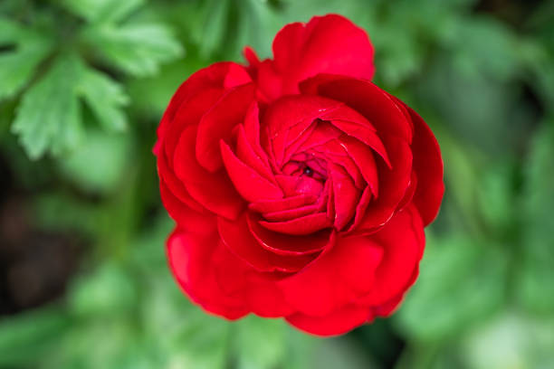 red flower with black core and green leaves