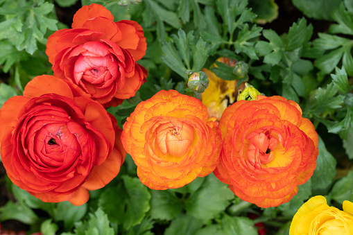 Roses are best known as ornamental plants grown for their flowers in the garden and sometimes indoors.