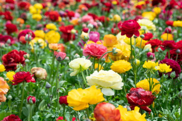 istock red Flowers buttercup blooming in spring 1140580064
