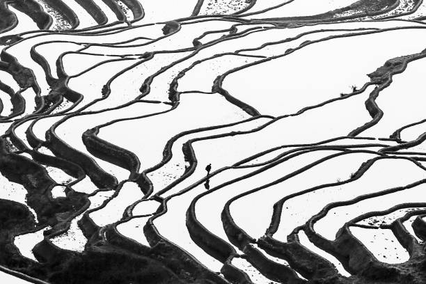 black and white, aerial stunning view of yuanyang rice terraces at sunrise. - hani imagens e fotografias de stock