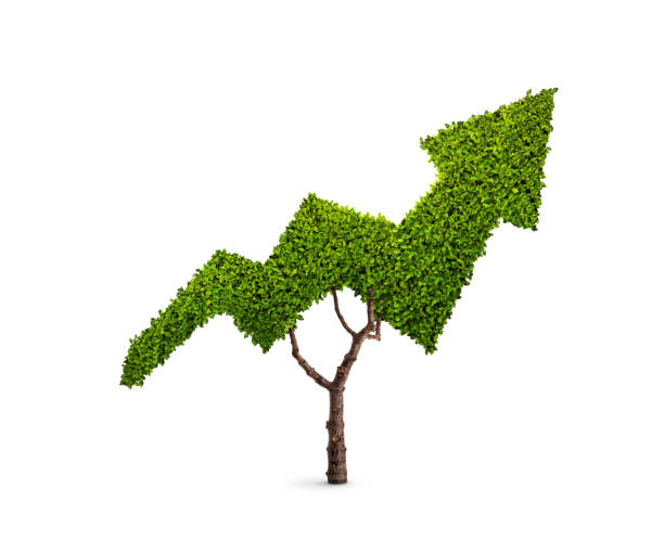 дерево в форме стрелки - plant improvement aspirations growth стоковые фото и изображения