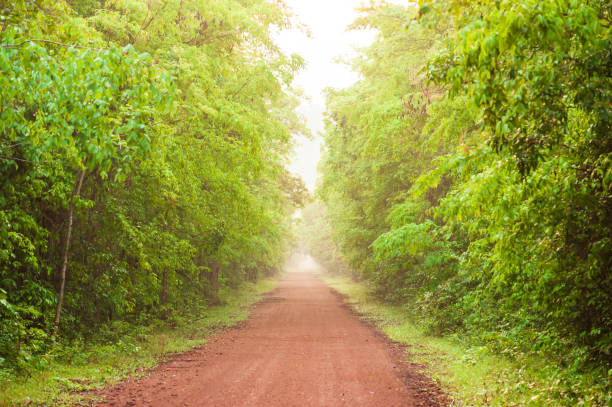 istock Scenery of empty red dirt road in tropical forest. 1140582122