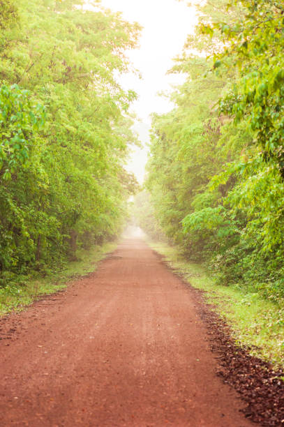 istock Scenery of empty red dirt road in tropical forest. 1140582357