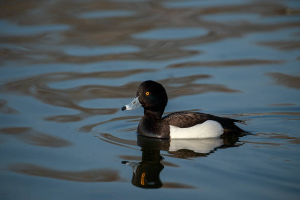 istock The tufted duck male up close 1140583265