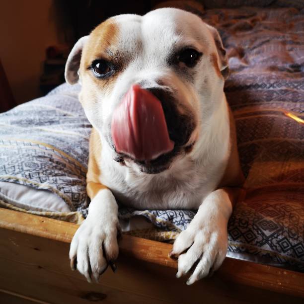 istock Dog tongue 1140583547