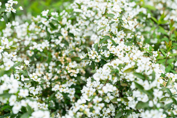 istock Spiraea thunbergii Bl.blooming in spring 1140584494