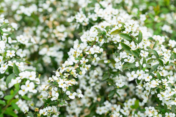istock Spiraea thunbergii Bl.blooming in spring 1140585032