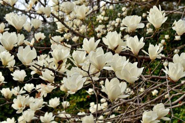 magnolia denudata / yulan magnolia flower - plant white magnolia tulip tree imagens e fotografias de stock