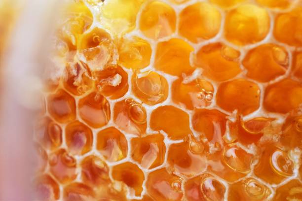 Honey Honey in the jars honeycomb animal creation photos stock pictures, royalty-free photos & images