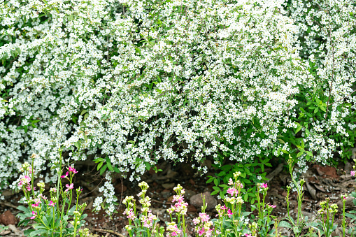 Spiraea thunbergii Bl.blooming in spring