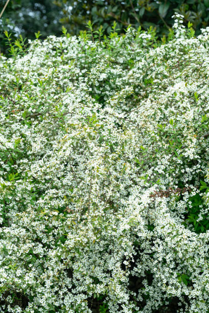 istock Spiraea thunbergii Bl.blooming in spring 1140586886