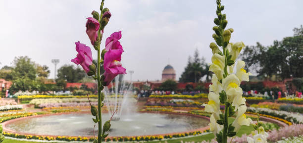 hyacinth no jardim de mughal, rashtrapati bhawan, new delhi. - india new delhi architecture monument - fotografias e filmes do acervo