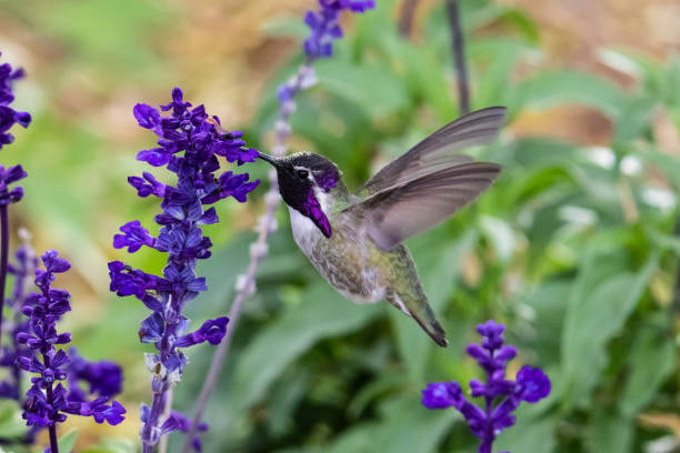 kolibri an der costa; purpurkopf, fütterung von lila blüten. - sonora state stock-fotos und bilder