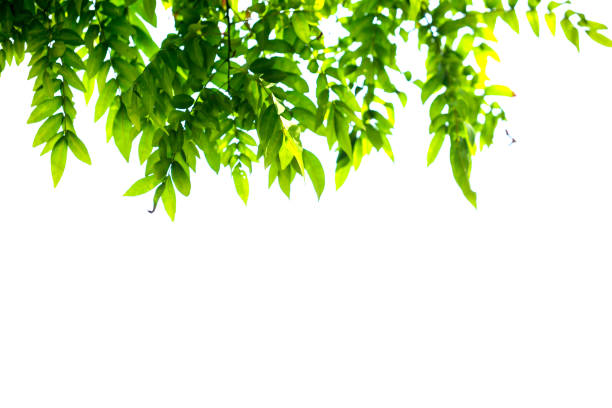 istock green leaves and branches isolate on white background for abstract texture environment nature 1140592192