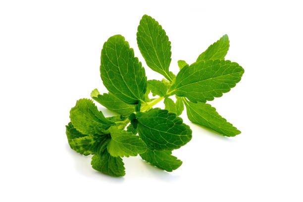 istock lemon balm isolated on white background 1140592650